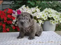Щенки шарпея