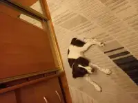 Домашний питомец, фотография 2
