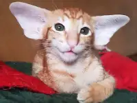 Ориентальные котята, фотография 5