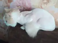 груминг котов, фотография 4