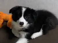 Щенок Бордер колли, фотография 4