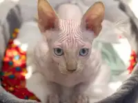 Котята канадского сфинкса, фотография 7