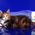 Котята Мейн-кун, фотография 3