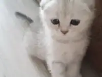 Шотландские котята серебристая шиншилла, фотография 3