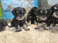 Цвергшнауцер Перец с солью