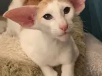 Ориентальные котята, фотография 9