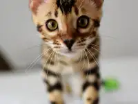 Лучшие бенгальские котята