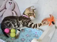 Бенгальский котенок девочка бейби фейс, фотография 4