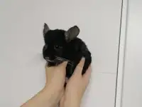 Шиншилла. Девочка.