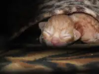 Бронь на корниш-рекс котят, фотография 3