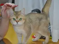 Шотландцы, фотография 7