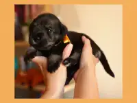 Высокопородистые щенки миттельшнауцера, фотография 5