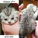 БРОНЬ котята британская короткошерстная, фотография 3