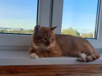 Ищет дом ласковый и интеллигентный молодой котик!!!, фотография 6