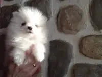 Померанский шпиц девочки