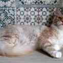 Мейн-кун котенок, фотография 5