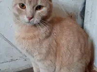 Кот в дар