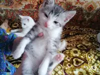Приучены котенок(2месяца),мальчик. Отдадим в хорошие руки., фотография 2