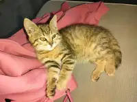 Котенок 2-3 мес, фотография 2