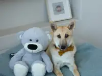 Собачку в дар