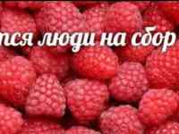 Сбор малины