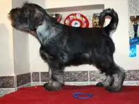 Миттельшнауцера щенки, фотография 3