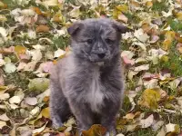 Щенки мальчики в дар