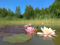 Участок кфх под Гродно для агроэкотуризма или сх, фотография 2