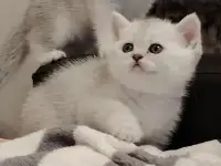 Шотландские котята., фотография 2