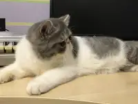 Экзотические короткошёрстные котята, фотография 6