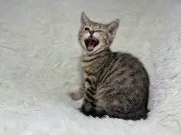 Шотландский прямоухий котик SFS 71 n24, straight, скоттиш страйт