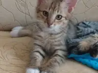 котята в дар, фотография 4