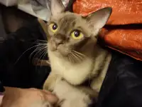 Бурма котята, фотография 4