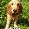 Продажа щенков, фотография 4