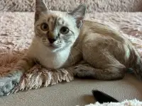 Котенок в дар, фотография 3