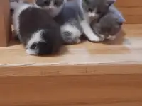 Отдам котят в хорошие руки, фотография 8