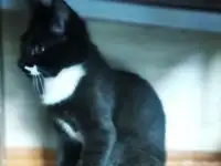 Черно-белый котенок Эльф ищет дом!, фотография 4