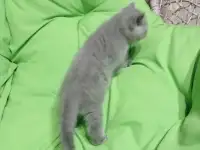 Котята британцы, фотография 3