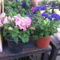 Петуния рассада оптом от 100 шт