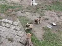 Щенки в дар!