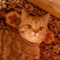 Британский котик, фотография 2