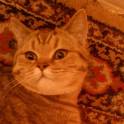 Британский котик, фотография 3