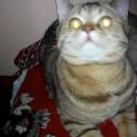 Британский котик, фотография 4