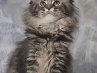 Котята Мейн-кун, фотография 2