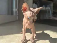 Котята канадского сфинкса, фотография 3