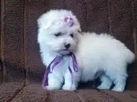 Мальтийской болонки щенки, фотография 4