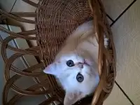 Шотландские котята, фотография 4