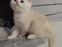 Котенок