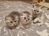 Котята, фотография 3