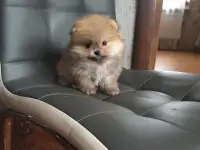 Девочка, померанский шпиц